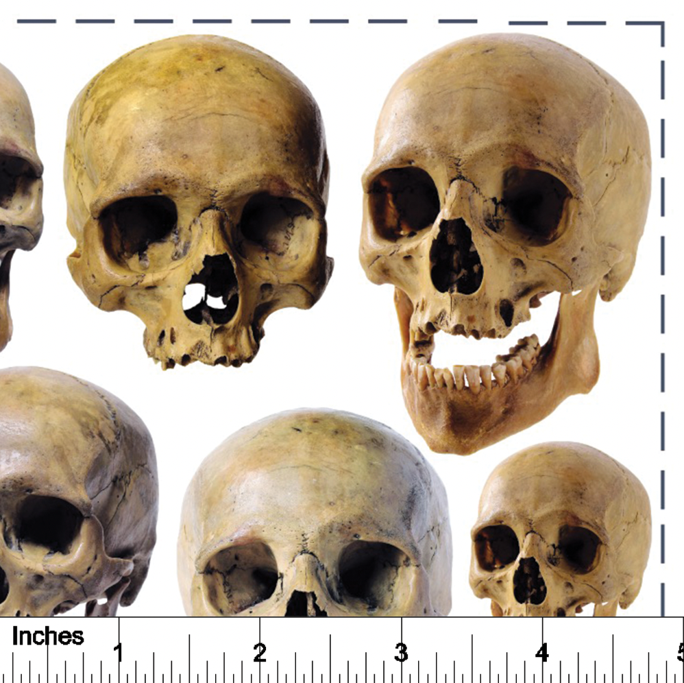 Skulls from Photo - Overglaze Decal Sheet